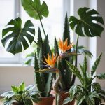 striking interior bold plants