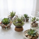 tiny succulent terrarium ideas