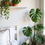 tropical plants for bedrooms